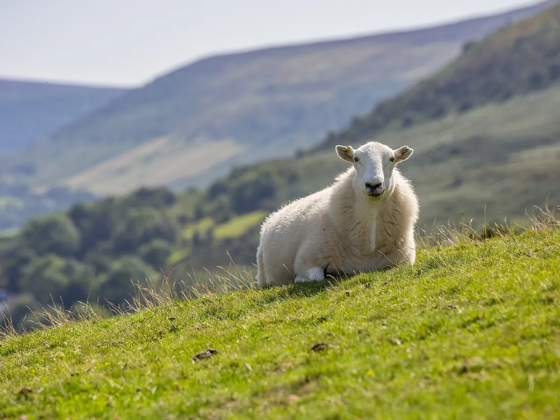mouton