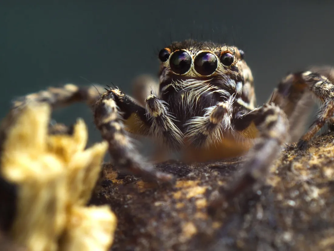 Les araignées sont si mignonnes !