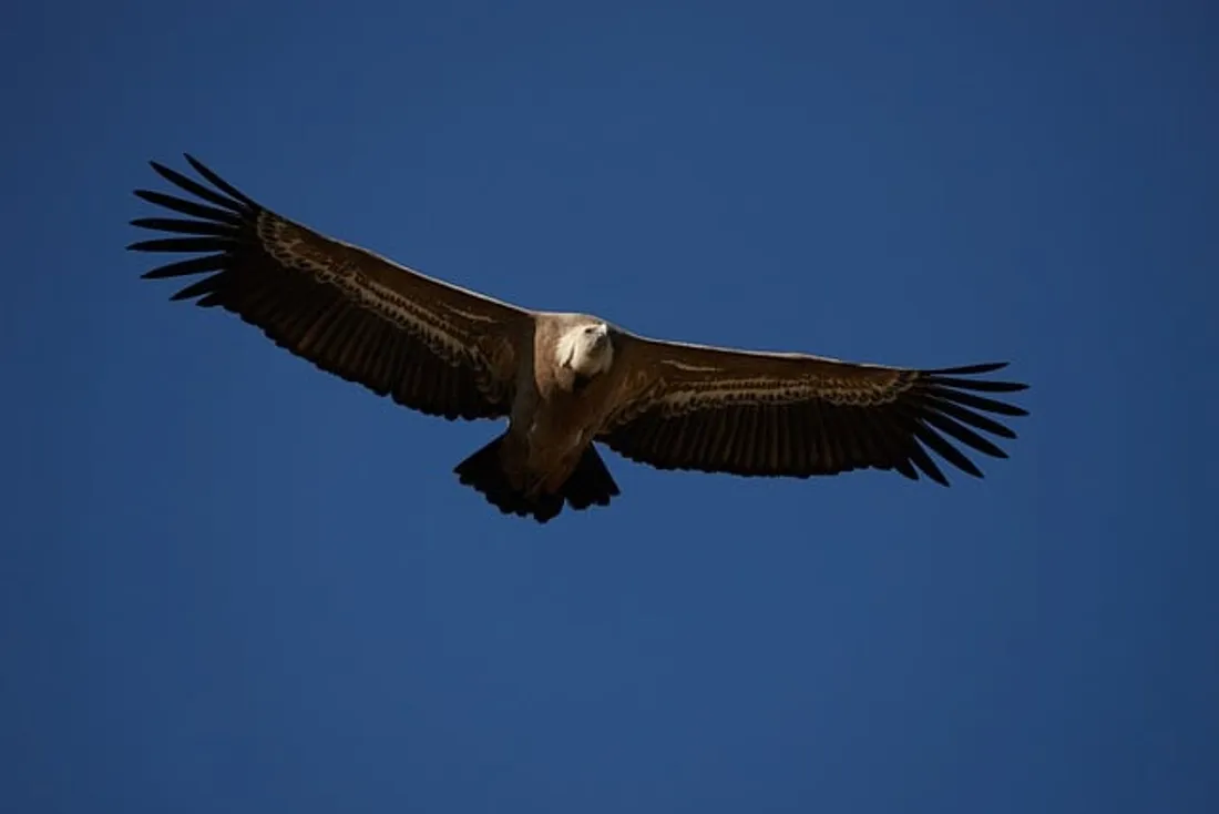 Le vautour fauve est le plus nombreux en France. Il est impressionnant car il se déplace en groupe