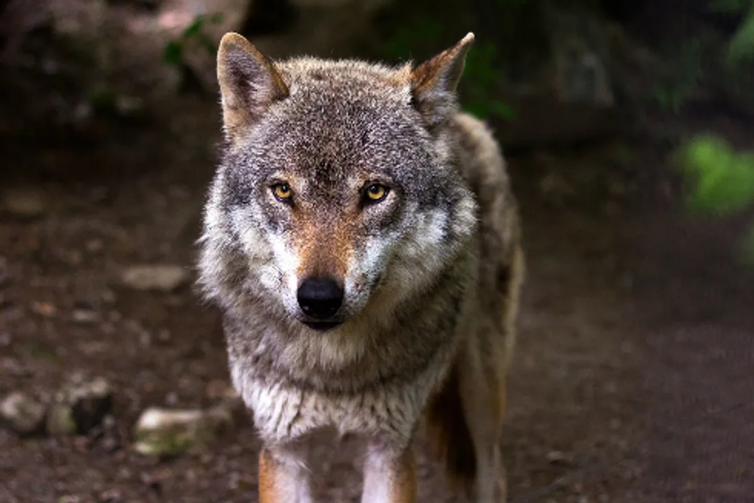 Des brebis attaquées par le loup en Aveyron