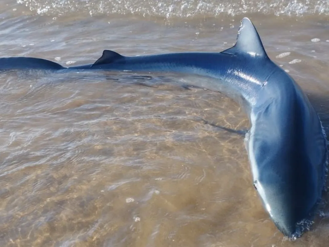 Un requin s'échoue sur une plage des Sables-d'Olonne, le 6 août 2024