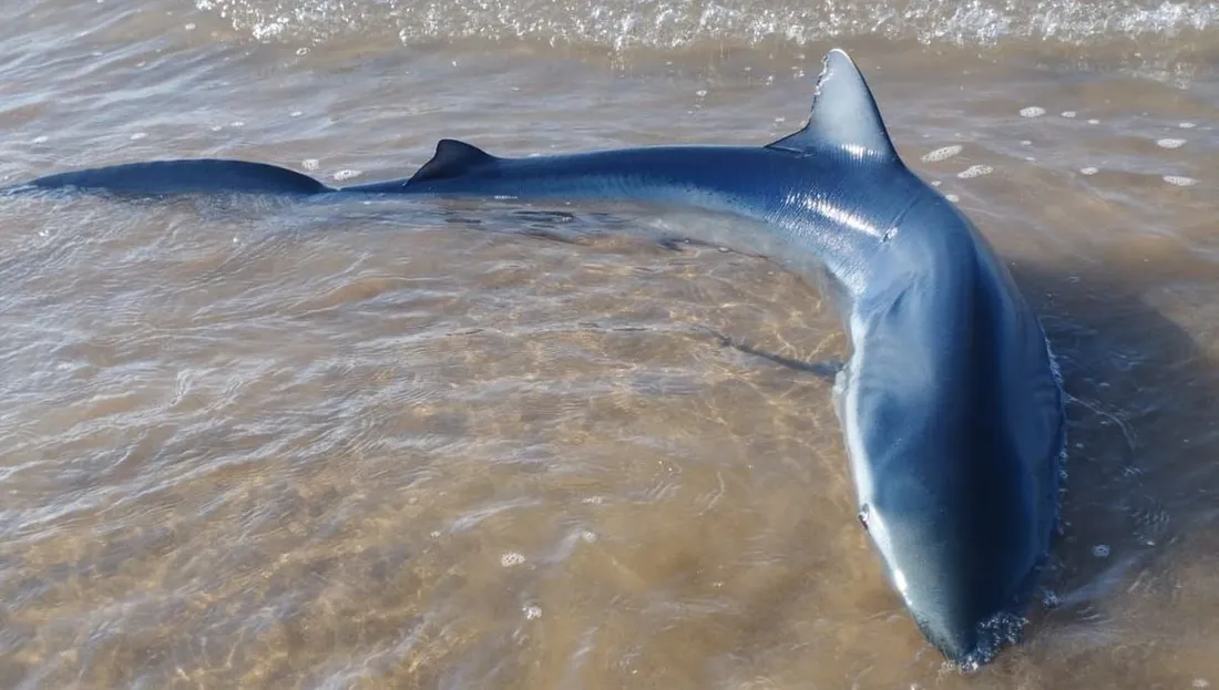 Un requin s'échoue sur une plage des Sables-d'Olonne, le 6 août 2024