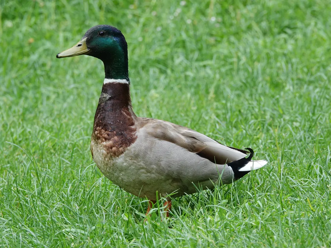 Un canard colvert mâle (image d'illustration)