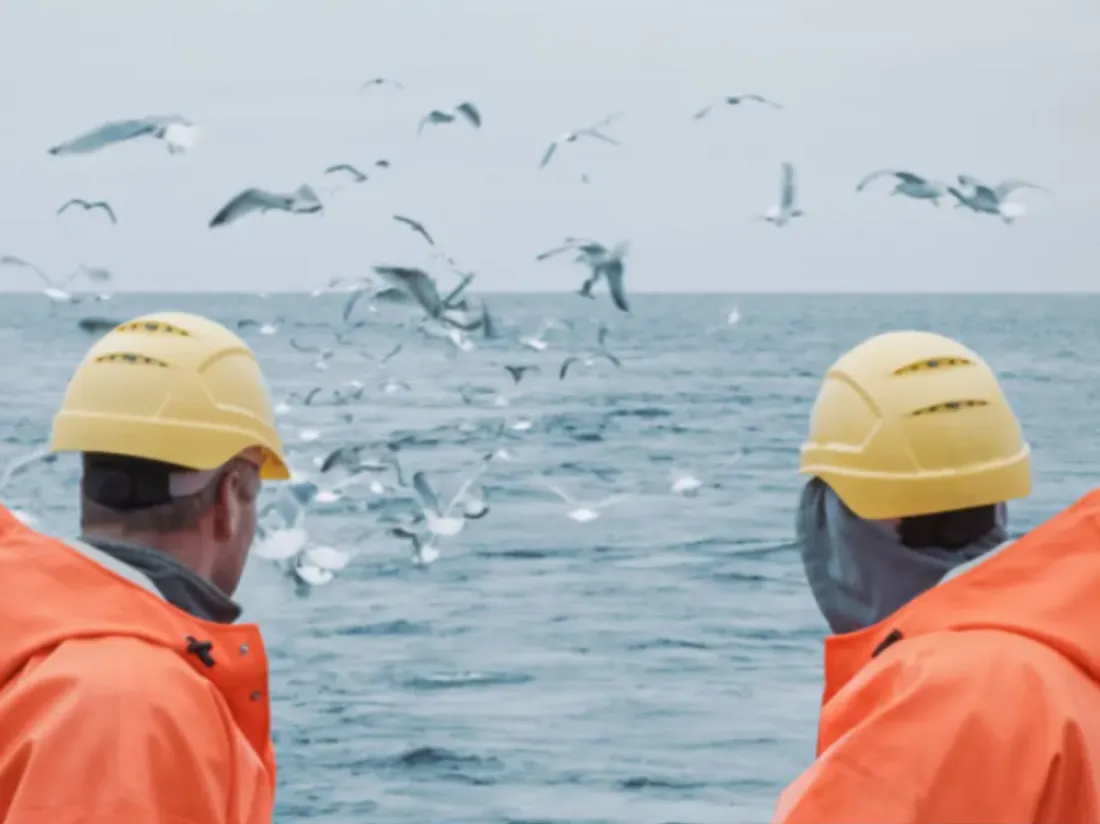 Golfe de Gascogne : interdiction temporaire de la pêche pour protéger les dauphins