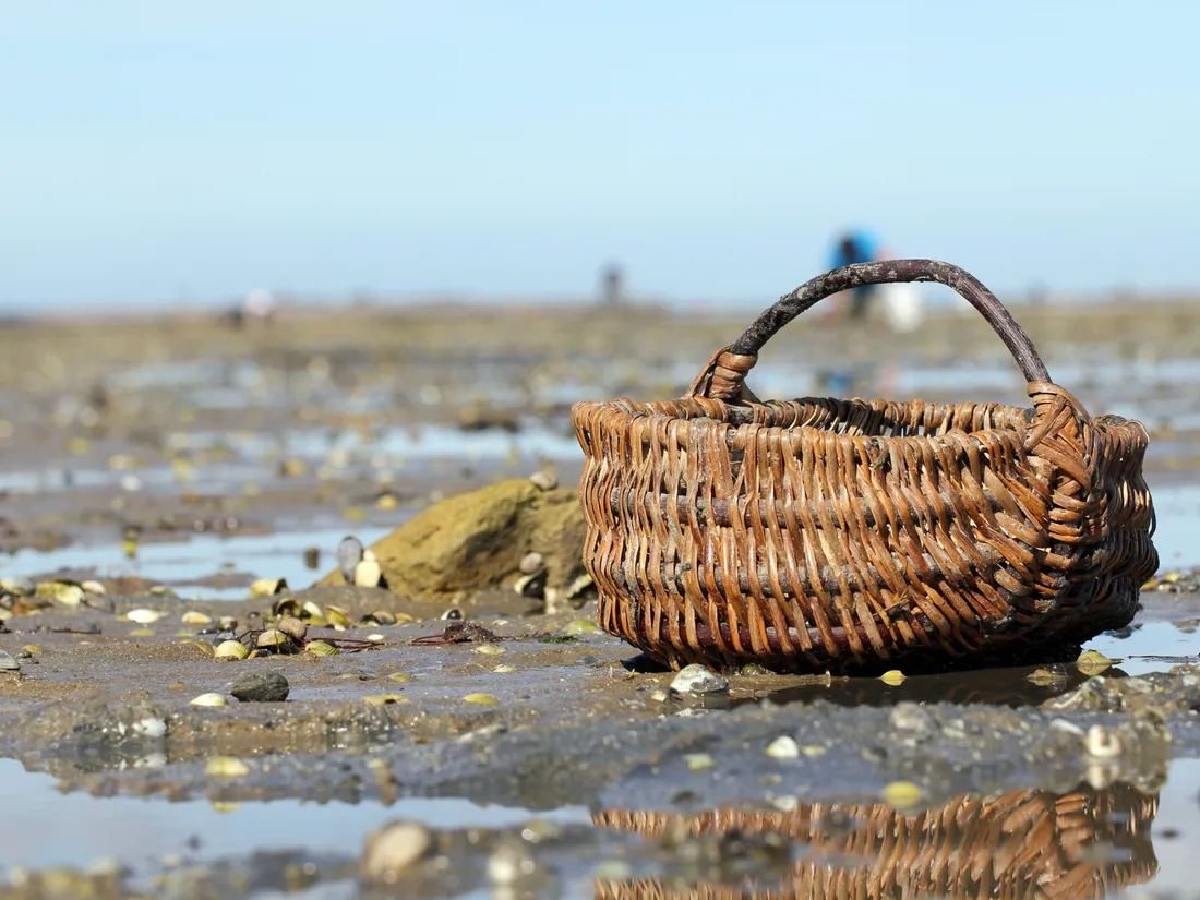 Pêche à pied