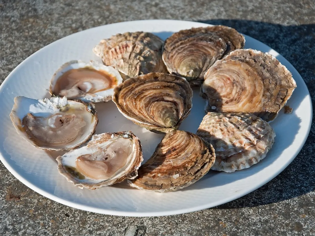 Des huîtres (photo d'illustration)