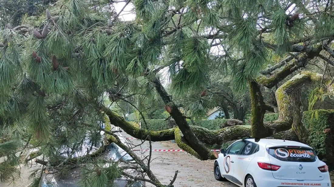 Photos de voitures écasées par des branchages lors de la tempête Ciaran