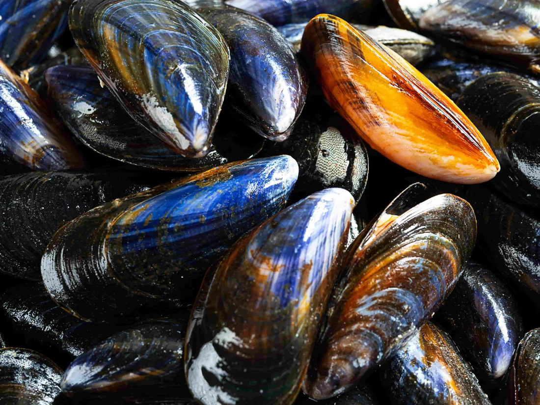 moules