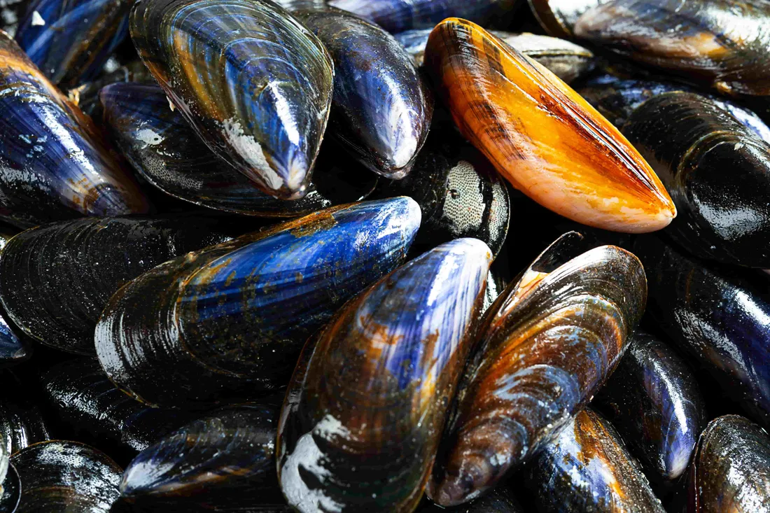 moules