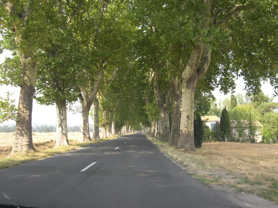 Des arbres (image d'illustration)