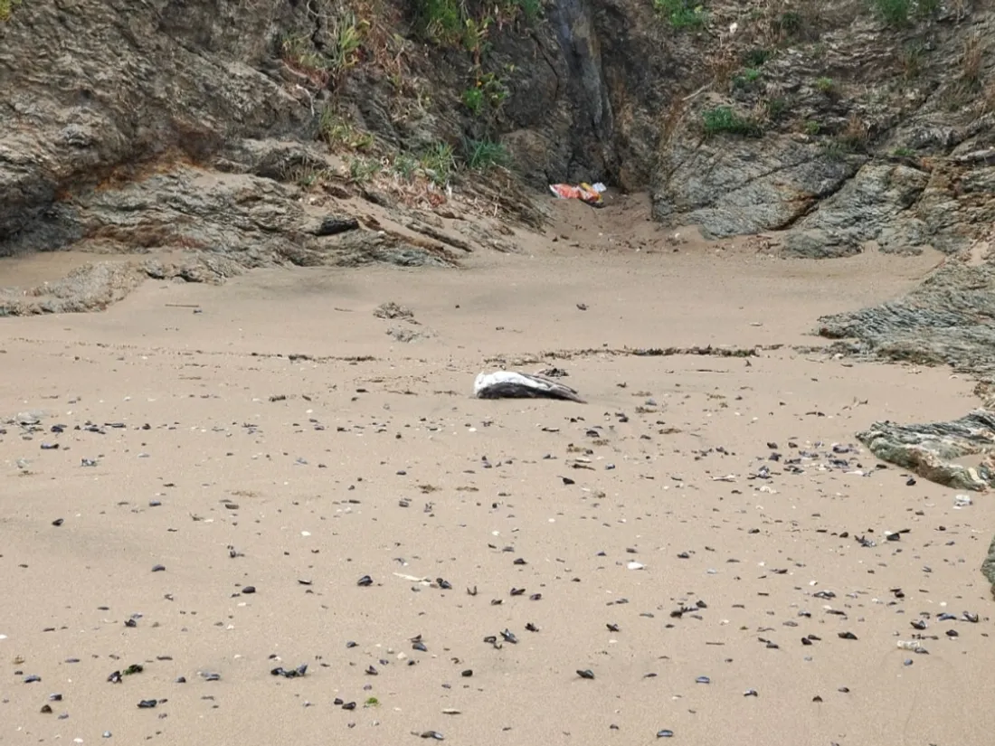 Un oiseau mort sur une plage, archives