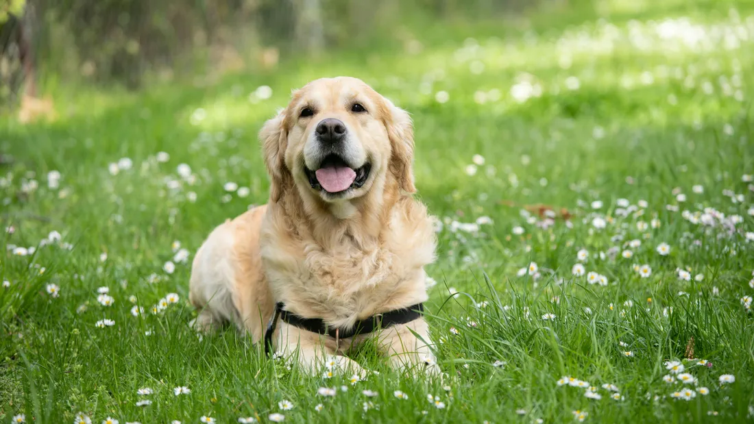 Golden retriever