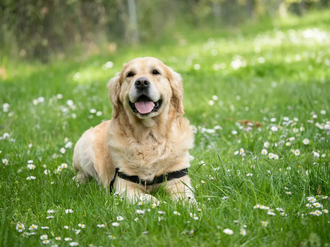 Golden retriever
