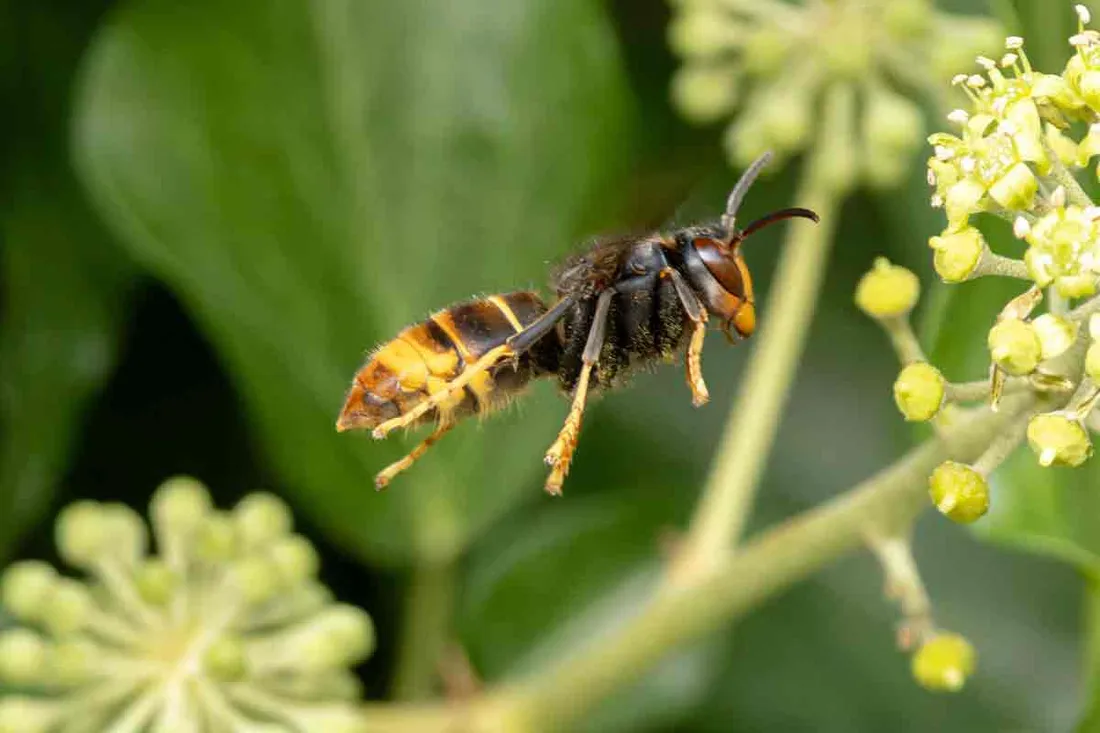Frelons asiatiques, un danger croissant pour la biodiversité