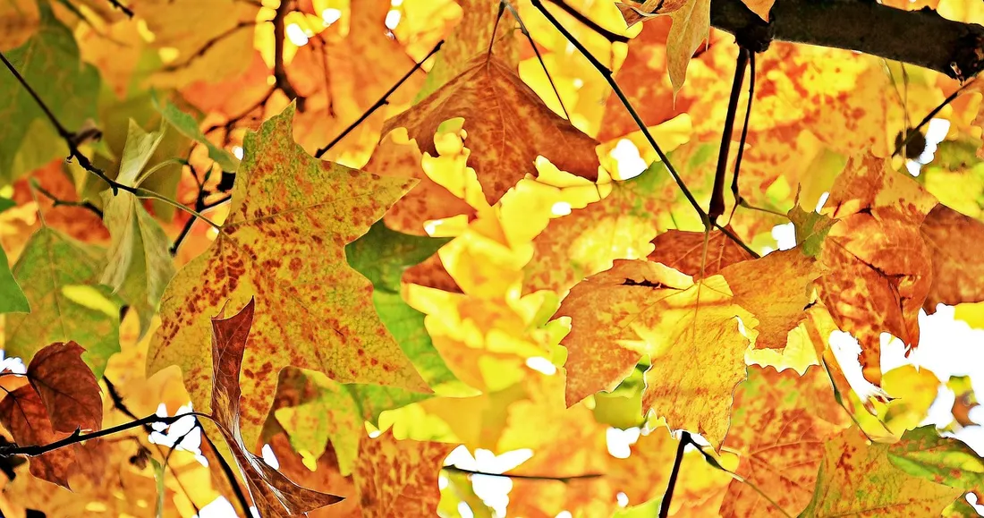 automne
