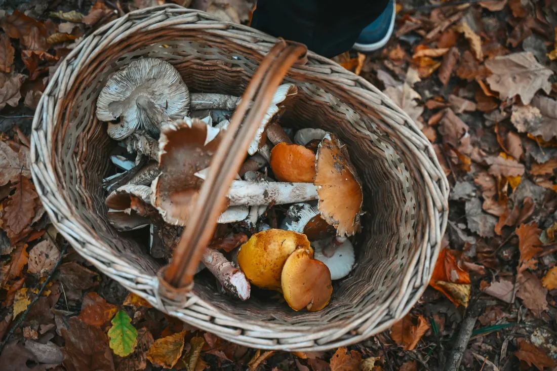 champignons