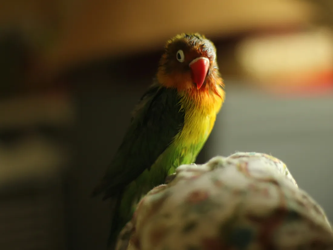 Oiseaux