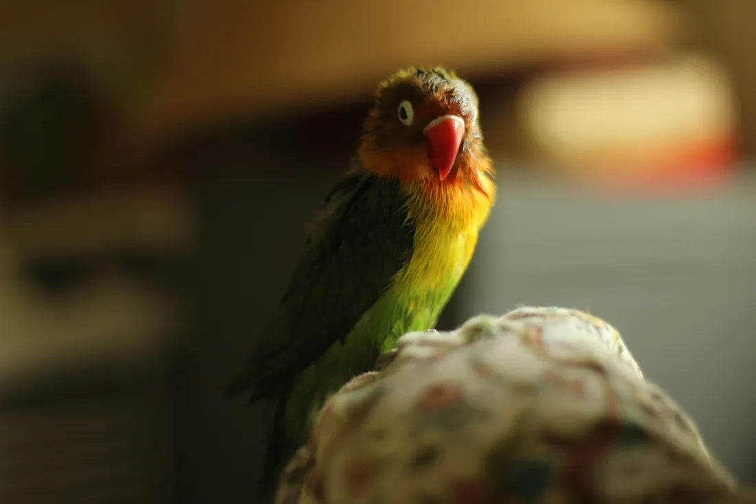 Oiseaux