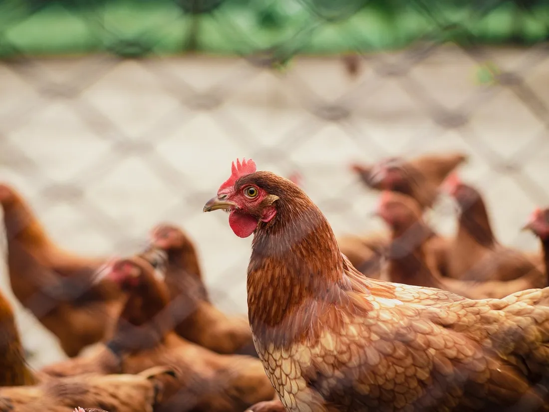 Des poules pondeuses