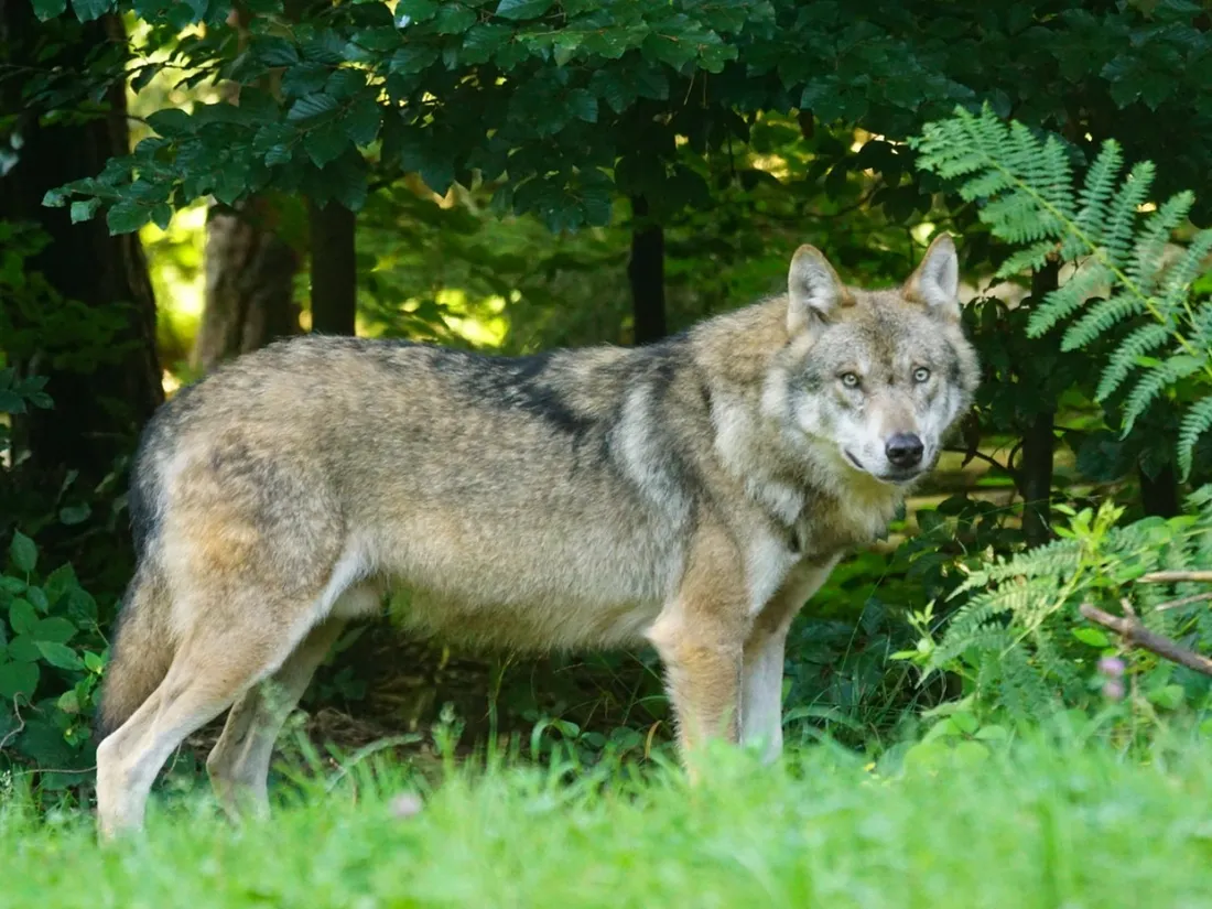 Un loup gris en forêt