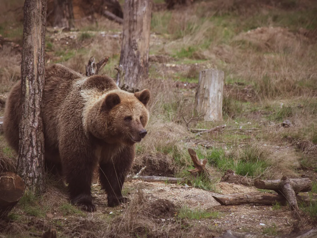 ours