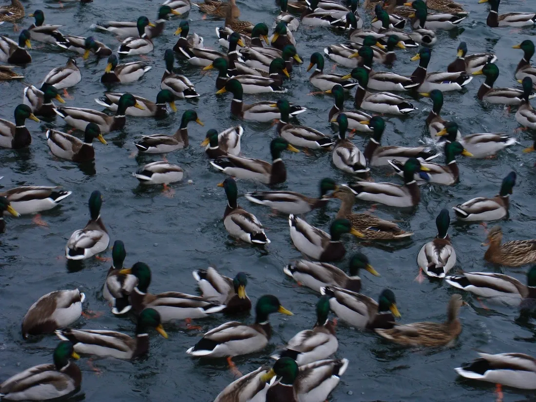 Canards