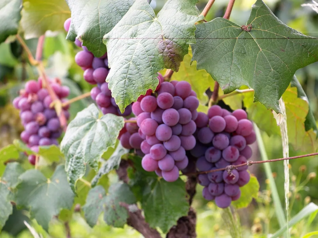 Grappes de raison