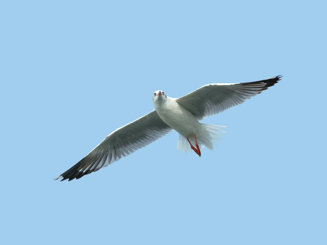 Image d'illustration