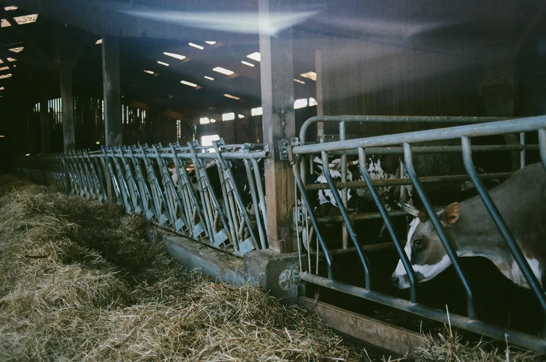 cheptels vaches