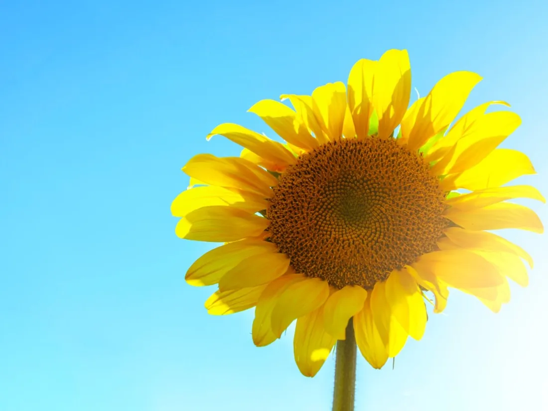 Canicule