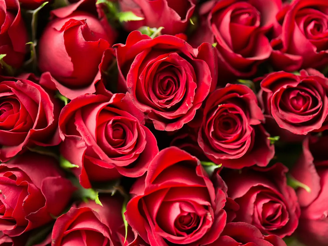 roses