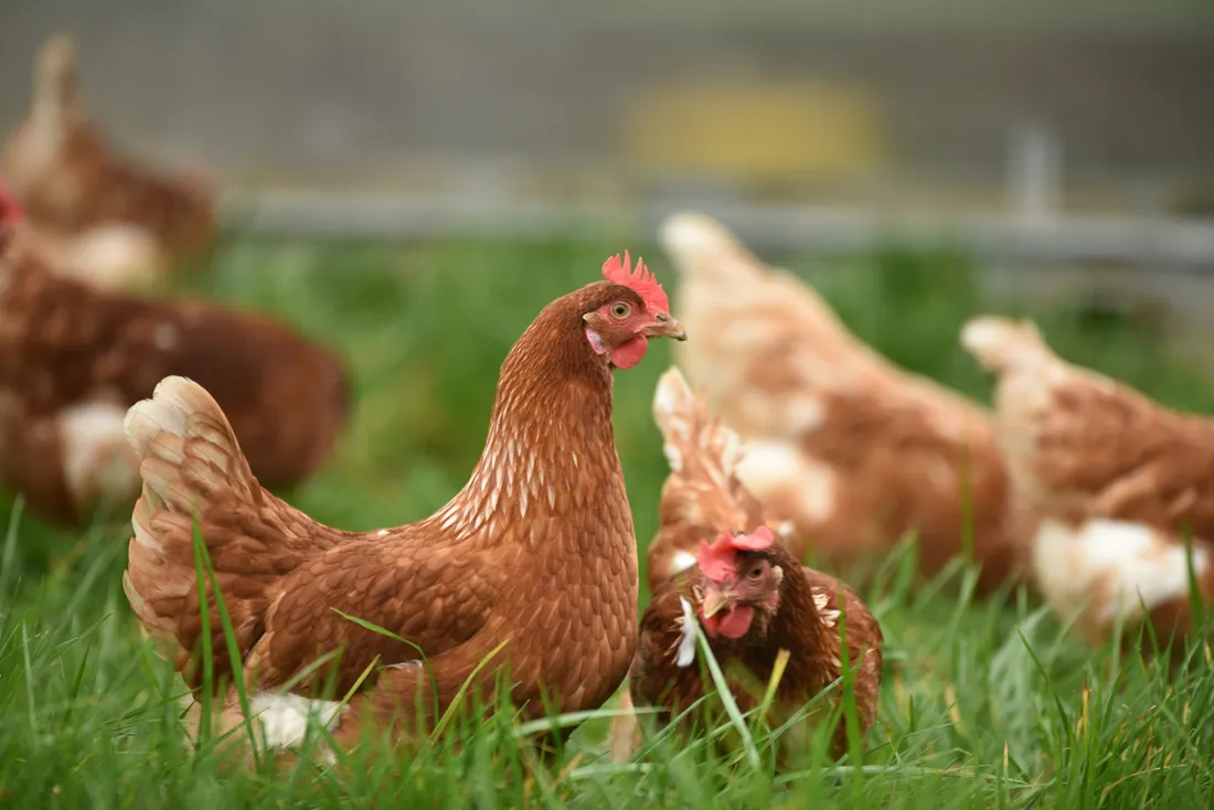 poules