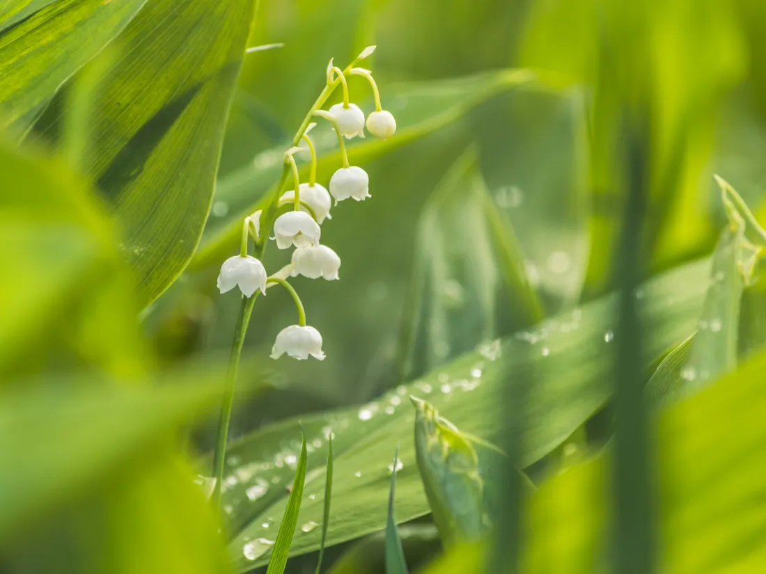 muguet