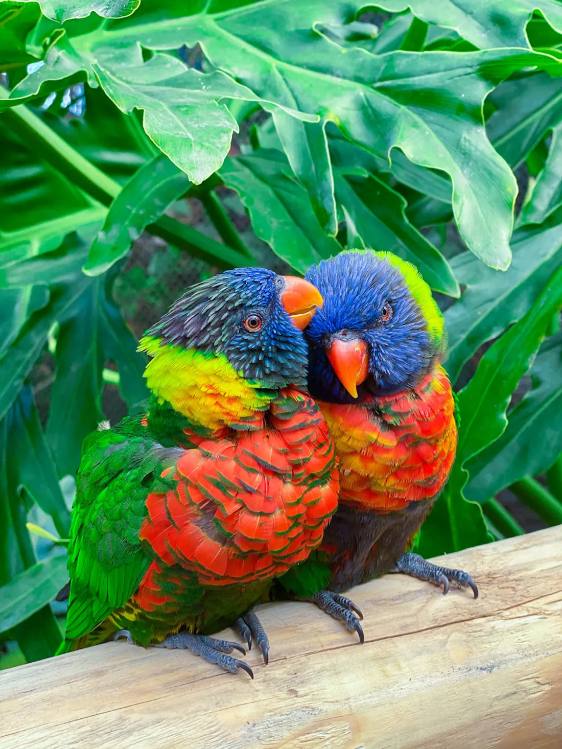 wirestock-vertical-shot-two-colorful-parrots-perching-wood