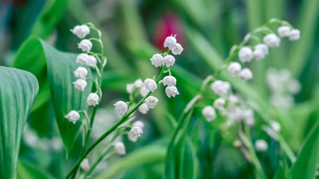 Muguet