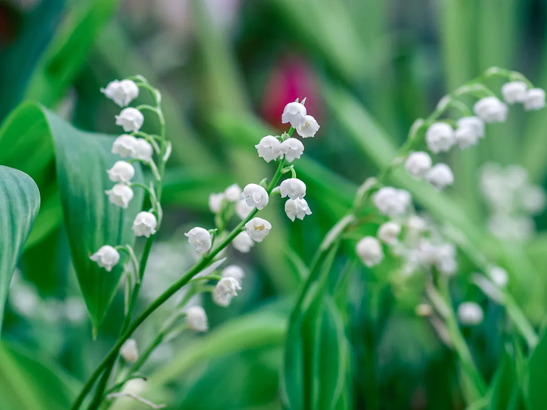 Muguet
