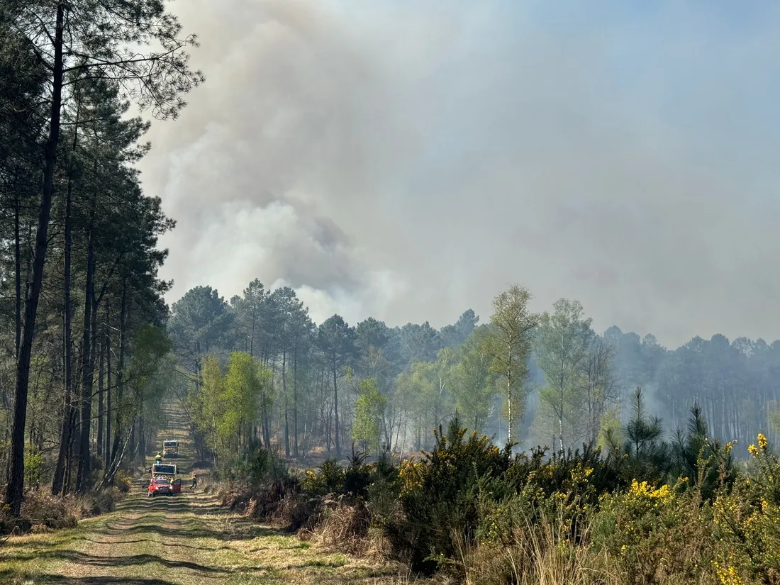 Feu forêt Saint Nicolas de Bourgueil