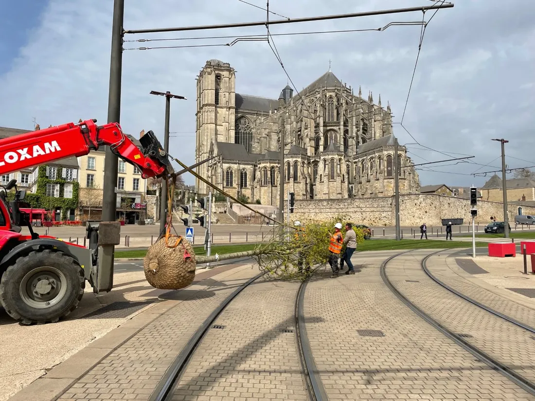 Un érable planté place des Jacobins au Mans