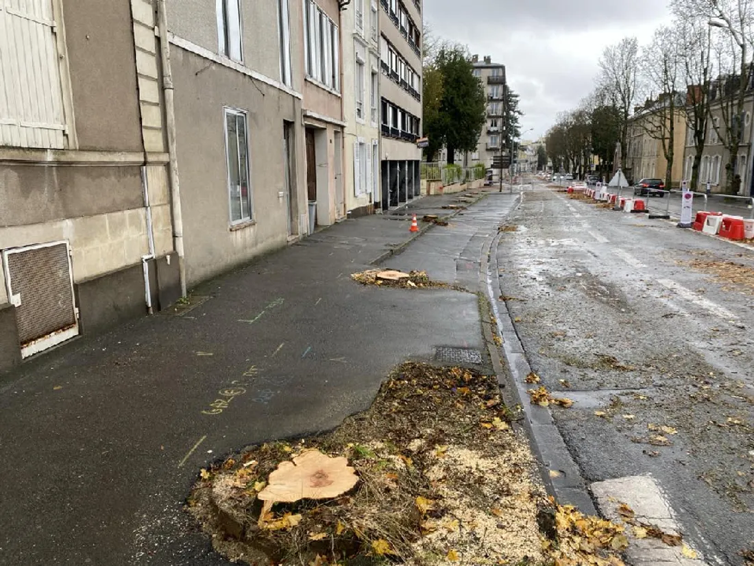 Au Mans,; les érables ont disparu de l'avenue Bollée