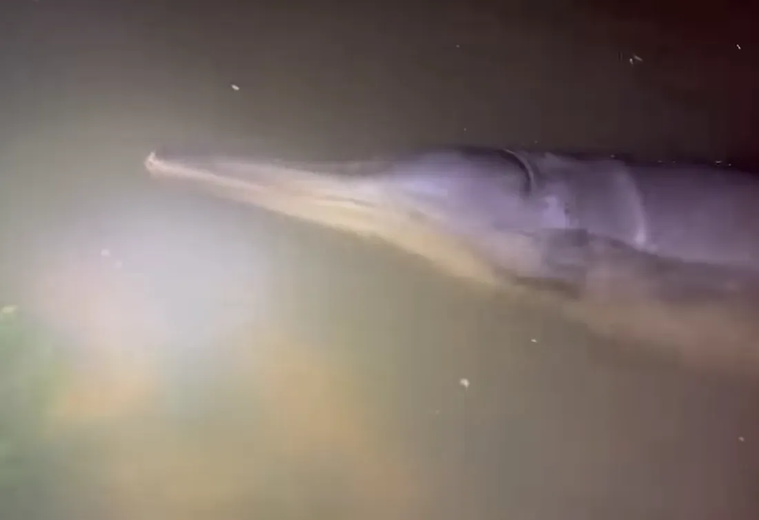 La baleine, en difficulté à Ouistreham