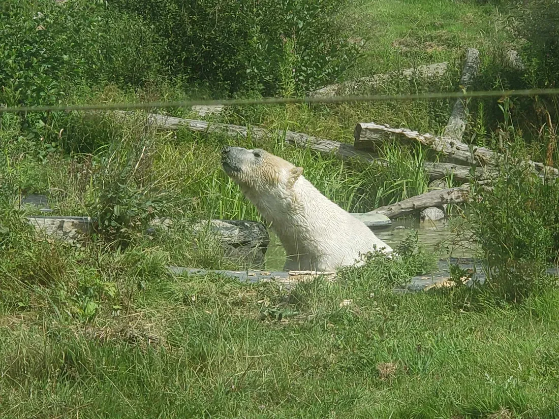 Ours polaire à Cerza