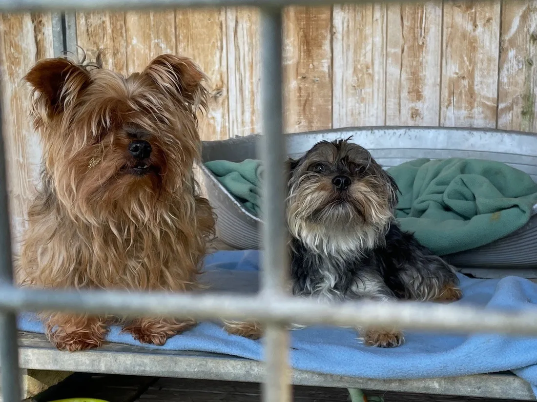 Chiens abandonnés