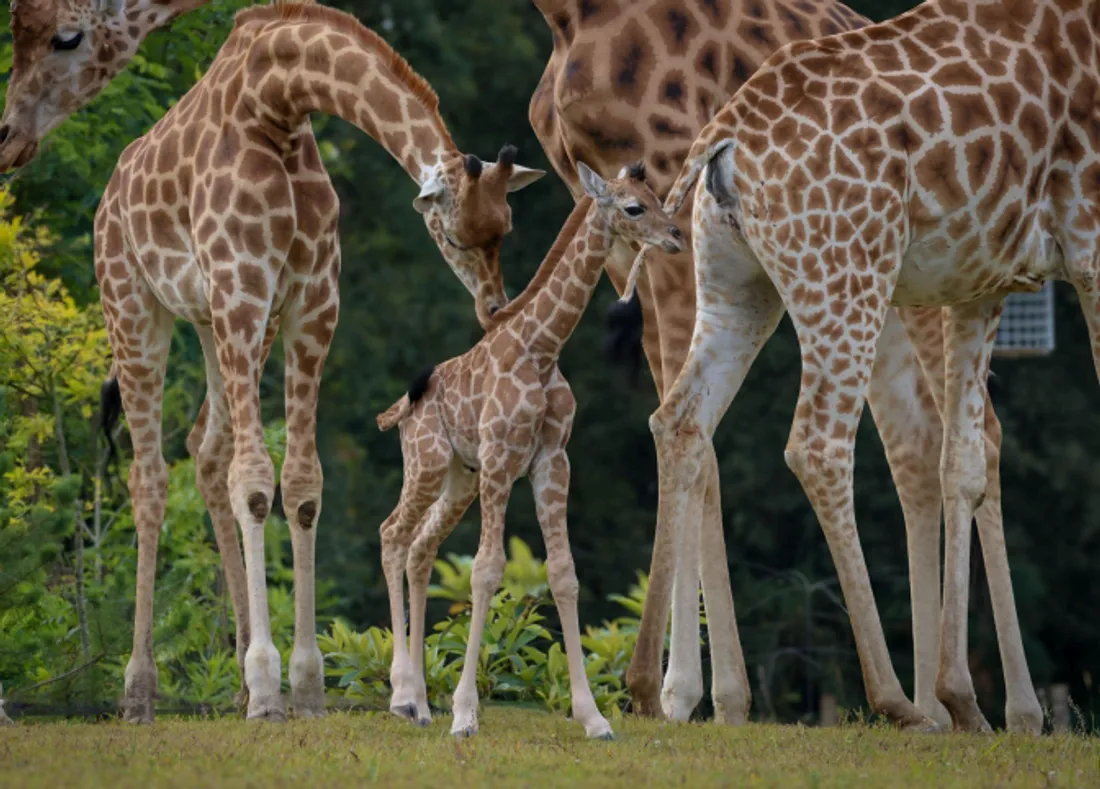 Le bébé girafe