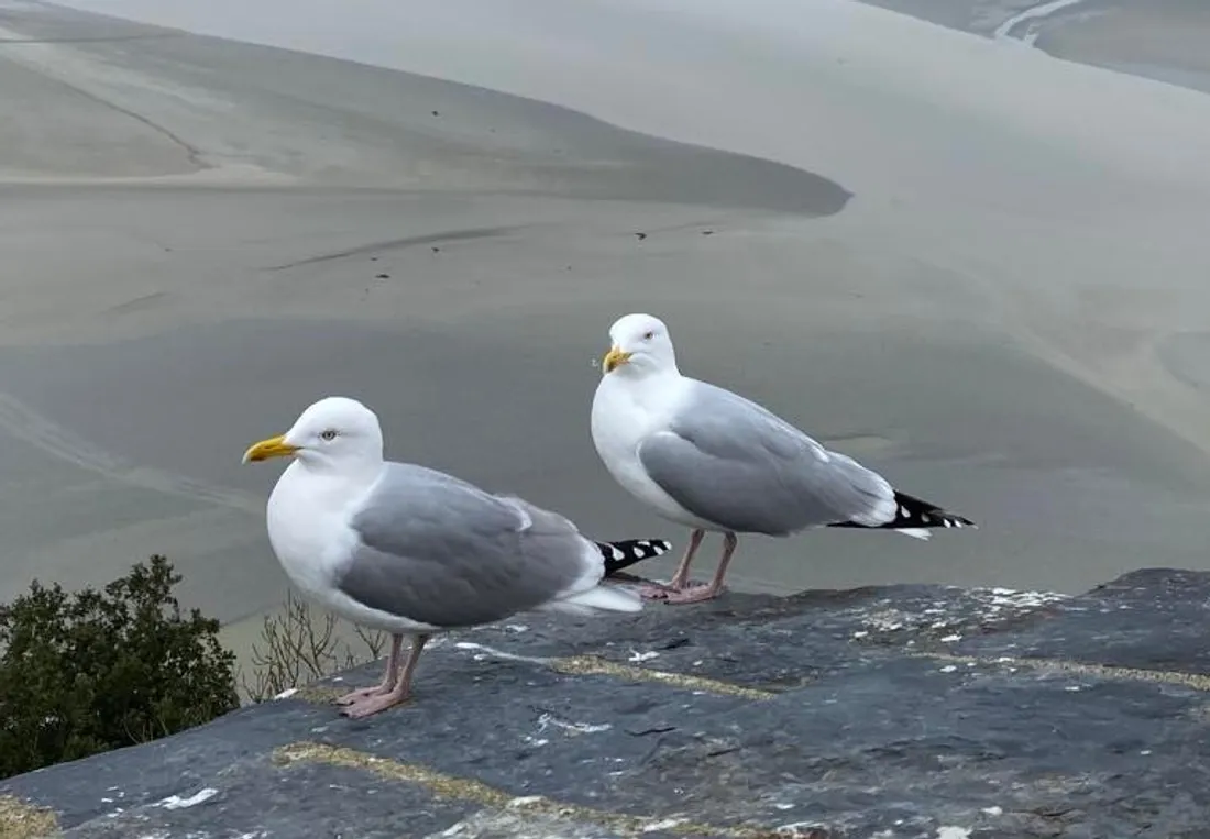 Goélands sur les pierres di Mont-Saint-Michel