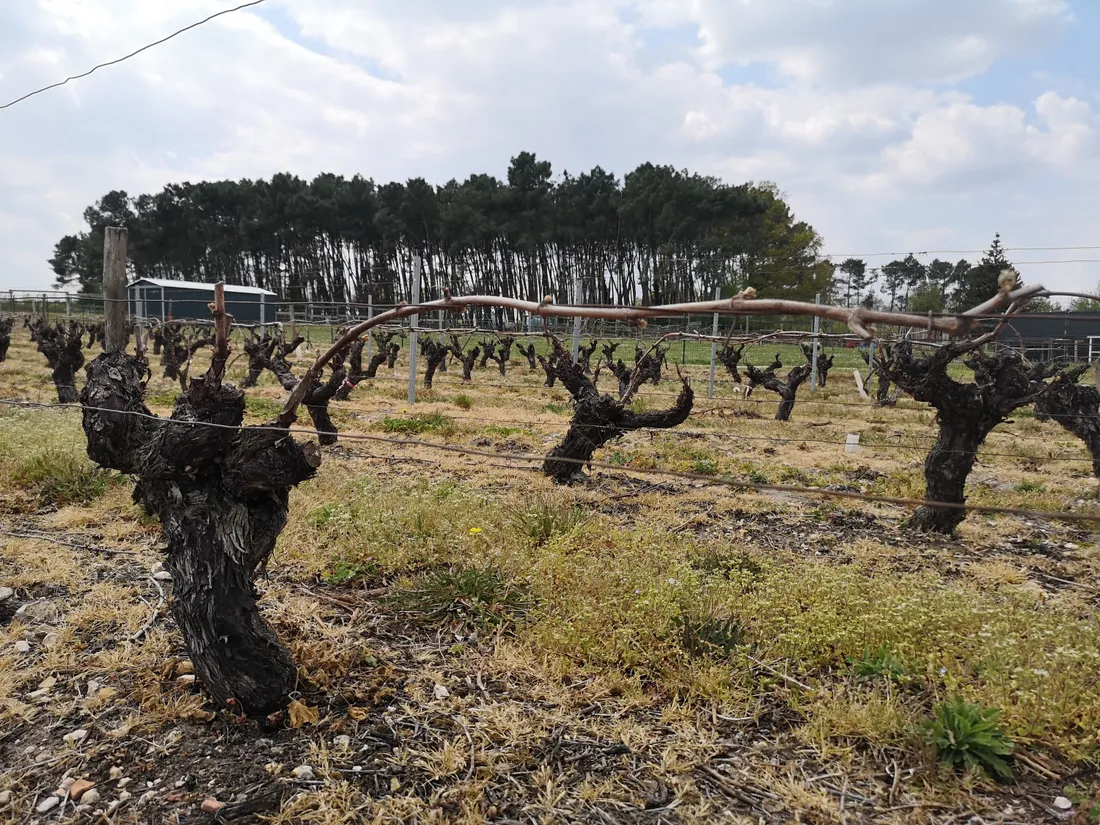 Le vignoble loir-et-chérien appréhende les assauts du gel