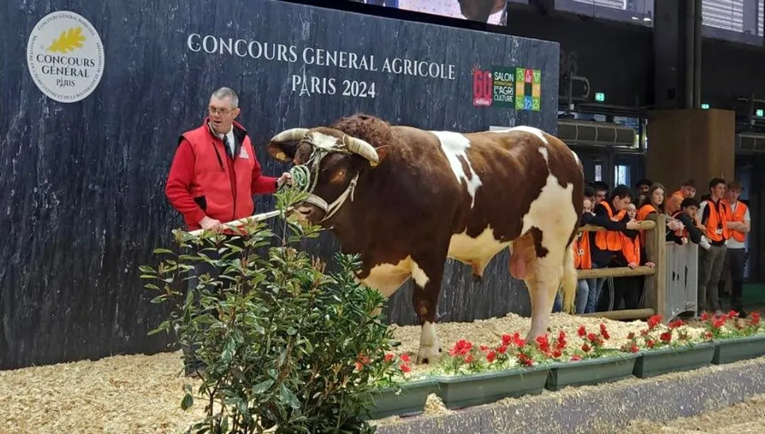 Porto, un taureau poids-lourd sur le Salon de l'Agriculture 2024. Photo : Antoine Jaffré.
