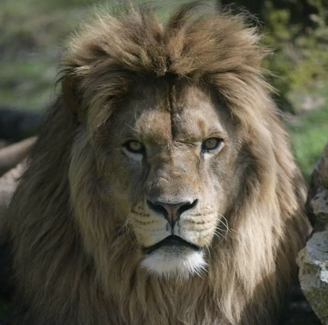 Lion Mao zoo de Jurques