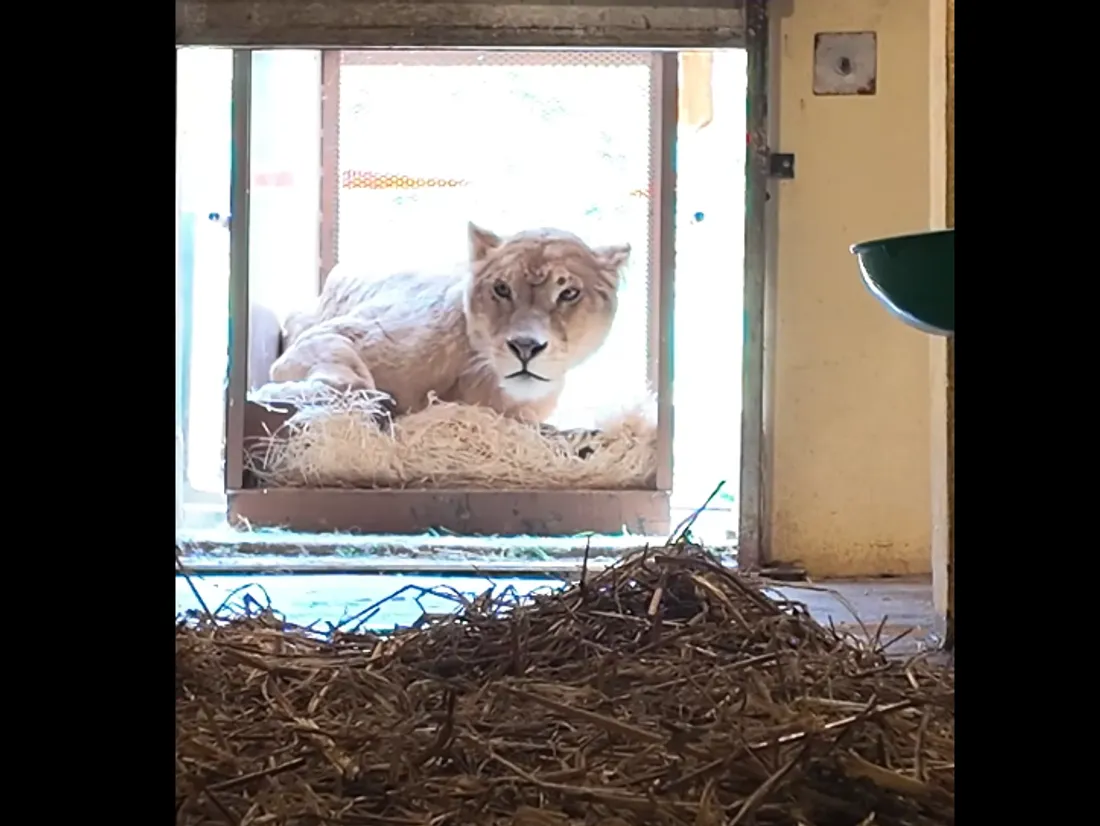 Lionne