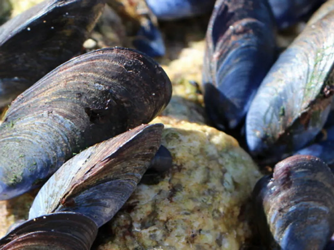 Moules