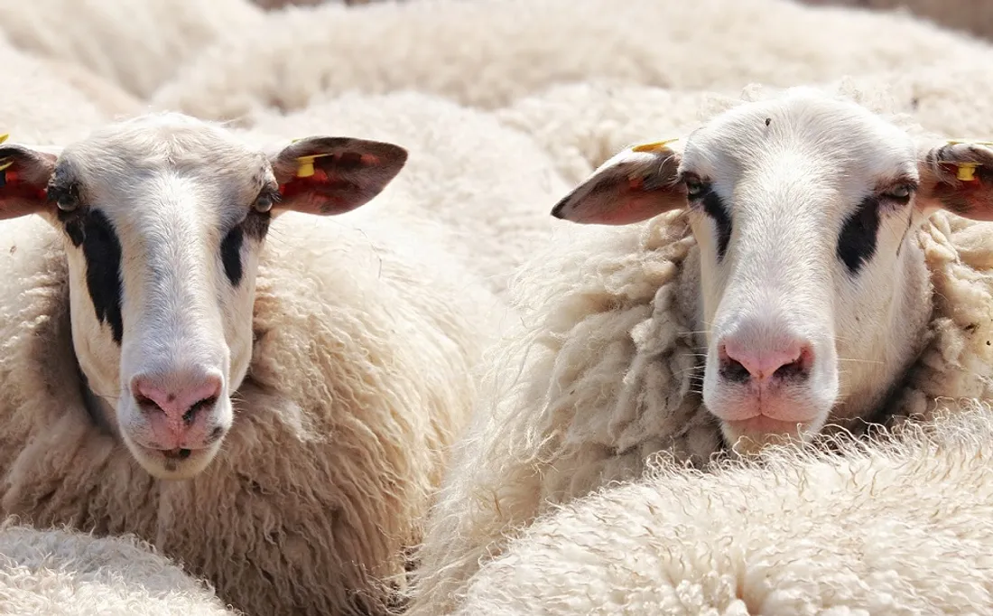 Fièvre catarrhale ovine : des réunions d'information dans l'Eure 